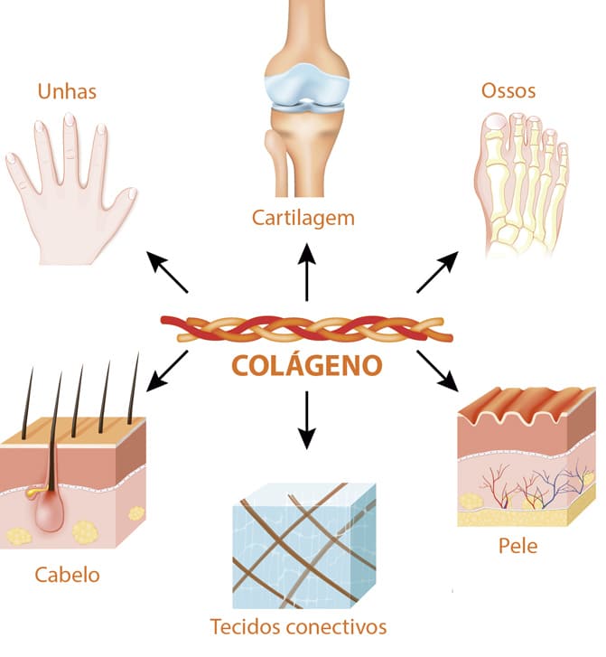 O colágeno está presente em diversas regiões do organismo