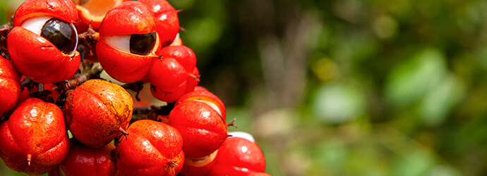 Guaraná