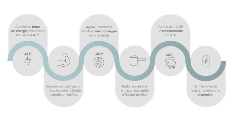 Infográfico mostra como a creatina atua no organismo