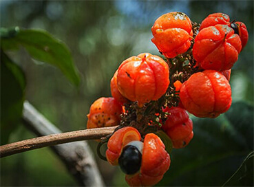 Guaraná